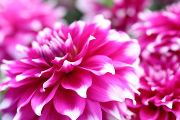 pink flower