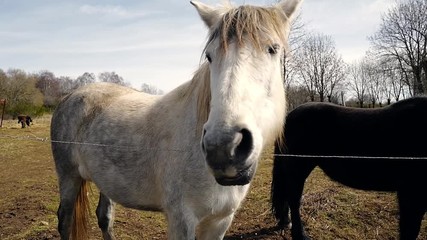 un cheval blanc et un cheval brun