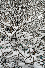 tree branches covered with snow