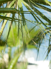 palm leaves close up agaist palm tree. Cyprus