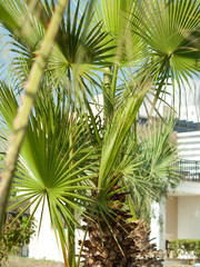 palm leaves  agaist palm tree. resort,  Cyprus