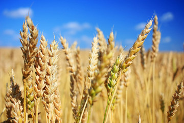 Golden ears of rye in a field