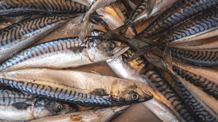 Small fish in a pile