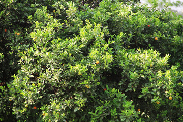 orange fruit tree