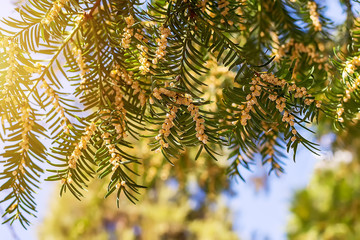 Blooming yew tree with small round yellow blossoms under the sunshine against the blue sky.