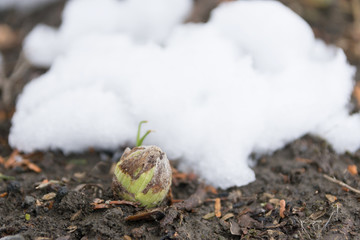 雪とふきのとう