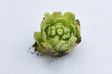 雪とふきのとう