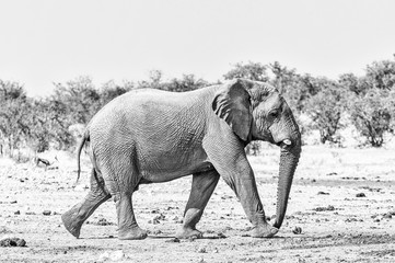 African elephant walking. Monochrome