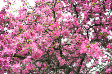 spring tree