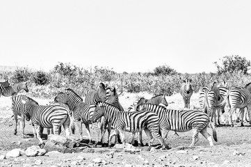 Fototapeta na wymiar Burchells Zebras and Hartmann Mountain Zebras. Monochrome