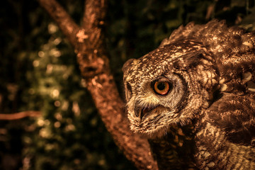 close up of a owl