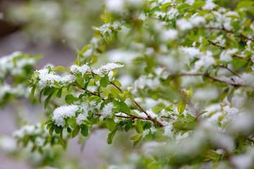 Snow on the leaves of young green. Natural disasters.