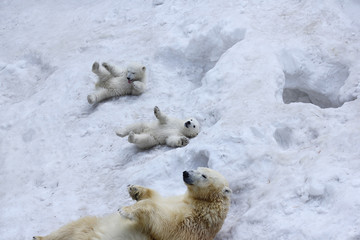 Polar bear with cubs on snow. Polar bear mom with twins.