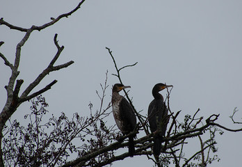 Cormorants in a tre