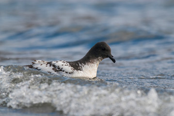 Cape Petrel, Antartic bird, Ant&aacute;rtica