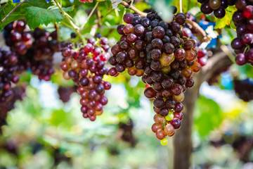 purple grapes in the farmland