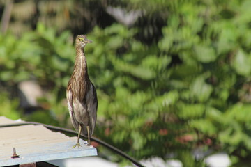 City Guest