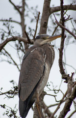 Heron in tree