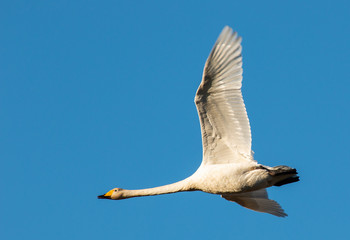 Obraz premium Flying swan