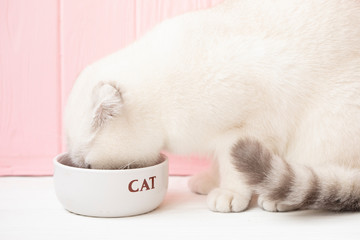 White cat eating dry food on pink background