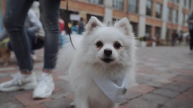 Beautiful pomeranian dog barks into the camera