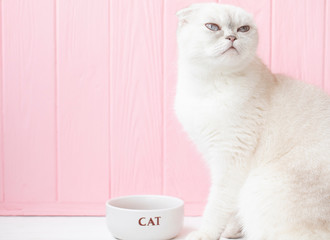 Cute cat eating food at home