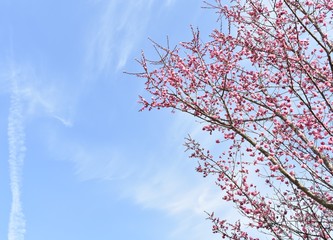 梅の花(plum blossom)