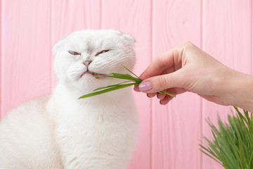 A pet cat eating fresh grass, on a pink background