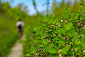 red currant bush