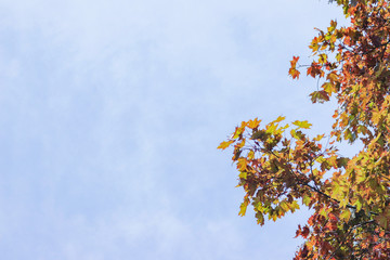 autumn leaves on blue sky