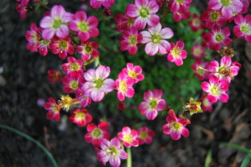 Moos-Steinbrech (Saxifraga x arendsii) - Bodendecker