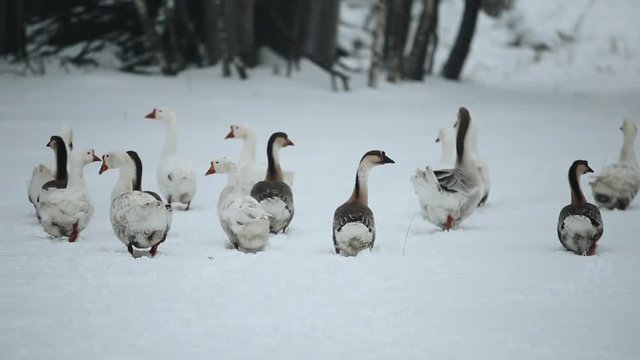 domestic geese outdoor in winter. Geese walking in winter snovy forest.