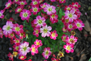 Moos-Steinbrech (Saxifraga x arendsii) - Bodendecker