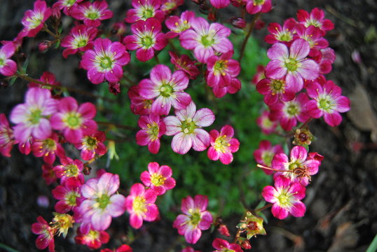 Moos-Steinbrech (Saxifraga x arendsii) - Bodendecker