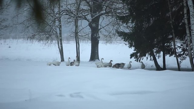 domestic geese outdoor in winter. Geese walking in winter snovy forest.