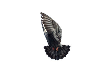 pigeon bird flying mid air isolated white background