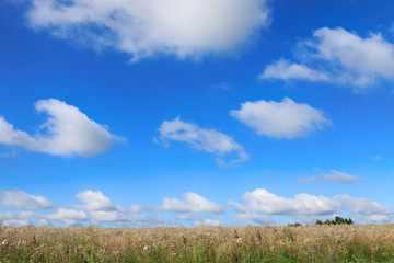 Obraz premium White clouds in the blue sky over the meadow on a sunny summer day