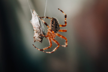 Spider is eating the trapped bug