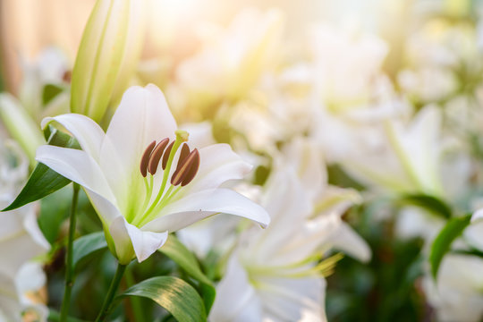 Fototapeta Close up white Lilly blooming in the garden.