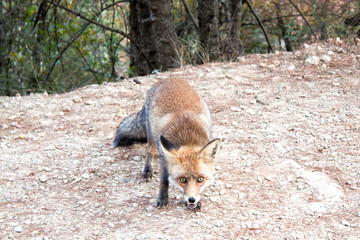 fox looking us asking for something of food in the mountain