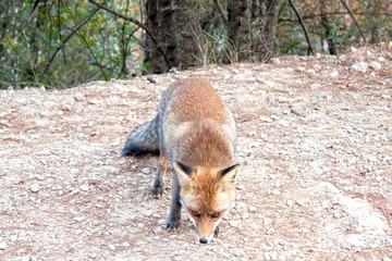 fox searching for something of food in a mountain