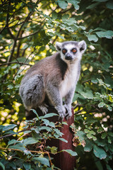 Lemur sitting on a tree