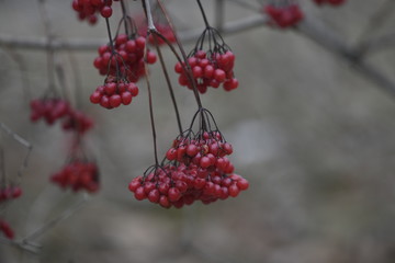 red berries in snow