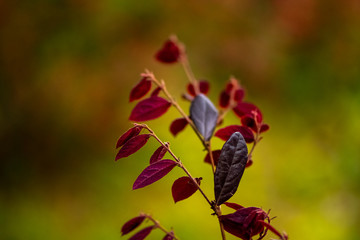 Dark red color of the branch with small leaves