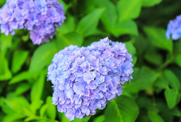 アジサイ