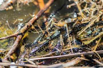 Common Toad, Eggs