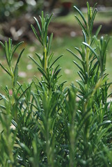 Rosmarin (Rosmarinus officinalis)