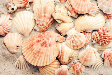 Seashells on the sand, summer beach background, travel concept .