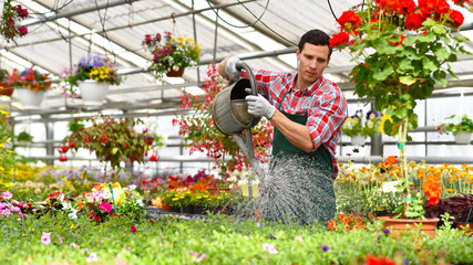 Gärtner arbeitet in einem Gewächs mit bunten Blumen für den Verkauf // Gardener works in a...