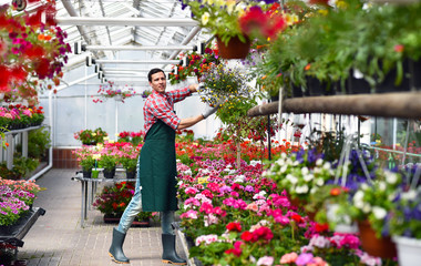 Gärtner arbeitet in einem Gewächs mit bunten Blumen für den Verkauf // Gardener works in a...